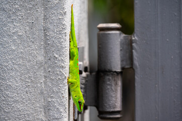 Mauritius ornate day gecko climbing on a stone
