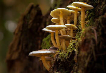 mushrooms in the forest