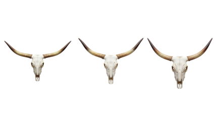 Bull Skull