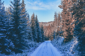 A forest road of the Totenåsen Hills lodd 2, Norway, November 2025.