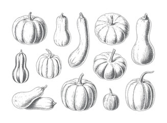 Detailed ink sketch collection of autumn pumpkins and gourds, isolated on white background.