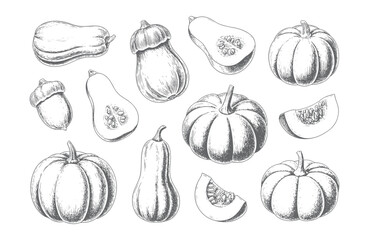 Detailed ink sketch collection of autumn pumpkins and gourds, isolated on white background.