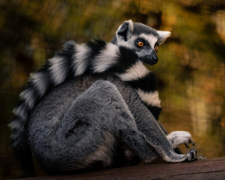 Close-up portrait of a lemur sitting on a wooden surface, showing detailed fur texture and bright eyes, captured in natural light with a soft blurred background - Powered by Adobe