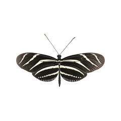 Obraz premium Zebra Longwing Butterfly. Symbol Of Transformation And Beauty. Isolated On Transparent Background