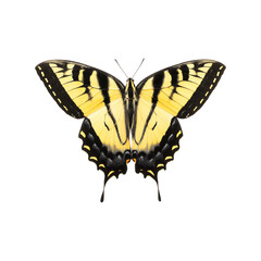 Fototapeta premium Yellow Swallowtail Butterfly. Nature And Biodiversity Representation. Isolated On Transparent Background