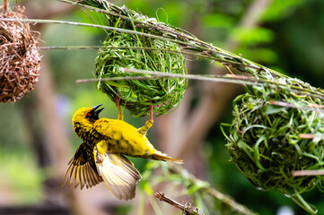 A southern masked weaver (Ploceus velatus) weaving a nest in a tree