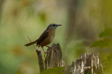 Carolina wren 