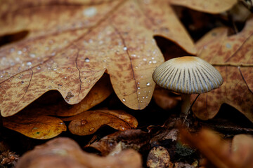 Macro shot of an umbrella mushroom under large textured autumn leaves covered in dew