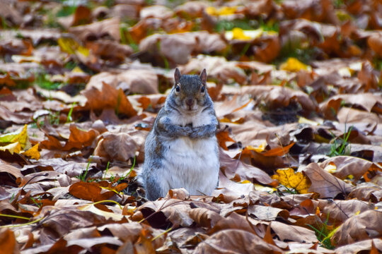 A grey squirrel stands among fallen yellow leaves in a park in autumn