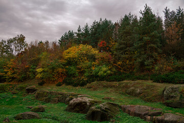 Wild hillside landscape mixing evergreen pines with glowing golden bushes 