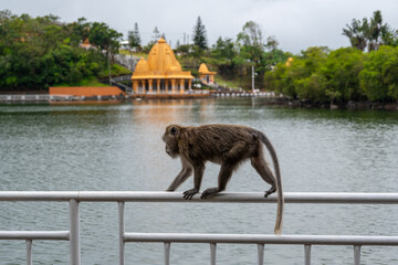 Monkey at Grand Bassin (Ganga Talao) lake, Hindu pilgrimage site in Mauritius 