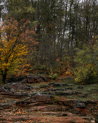 Mossy layered rocks at the base of a dense, dark forest with scattered autumn colors 