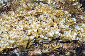 Abstract patterns of shells and water ripples in natural setting
