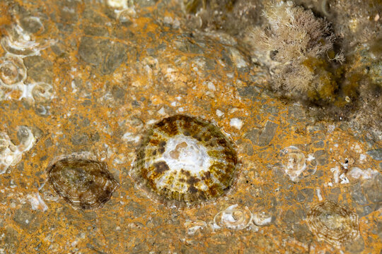 Detailed texture and colors of a rock limpet in coastal tide pool