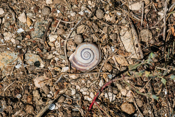 Spiral shell on dry earth: nature's artistry amidst soil and debris