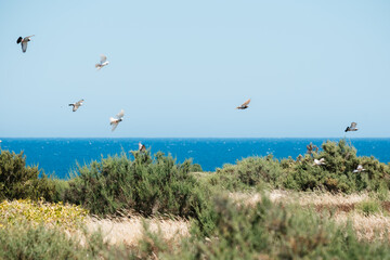 Seaside birds soaring over coastal landscape with blue ocean and lush greenery