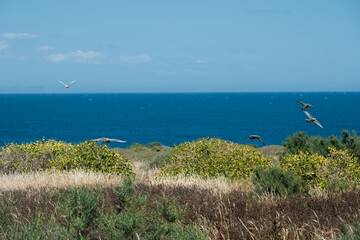 Coastal landscape with seagulls flying over bushes and blue ocean horizon
