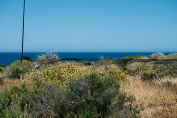 Serene coastal landscape with ocean horizon and verdant shrubbery