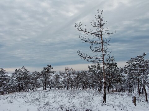 Wide view of a bare twisted snag standing in a vast snowy field