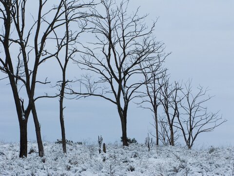 Line of dark bare trees standing starkly on a snowy hill against the sky 