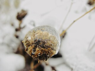 Transparent ice dome holding last seeds of forgotten autumn