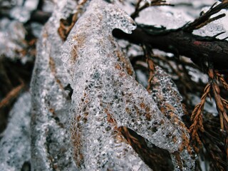 Frozen cedar branch wrapped in sculpted crystal winter ice 