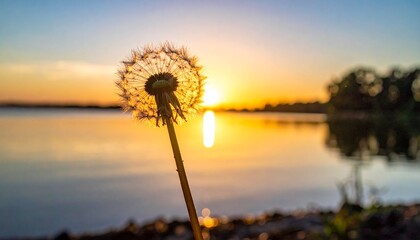 L&ouml;wenzahn Pusteblume im Sonnenuntergang