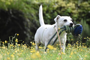 Jeune femelle Jack Russell blanche, courant dans l'herbe, avec un jouet dans la gueule.
