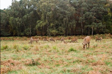 Deer in the forest shot on film