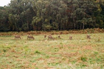 Deer in the forest shot on film