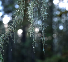 Usnea lichen with water drops