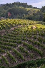 Vineyards in Piedmont, Italy, stretching over rolling green hills