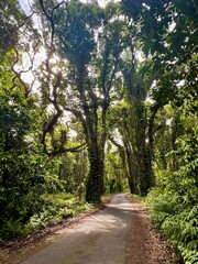 Sunlit Forest Pathway Through Dense Greenery