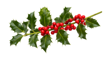 Realistic holly branch with bright red berries and green leaves on transparent background