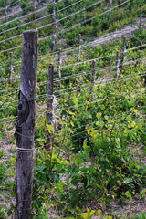 Vineyards in Piedmont, Italy, stretching over rolling green hills