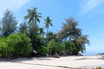 Tropical island beach with palm trees and lush greenery under blue sky. Peaceful seashore scene.