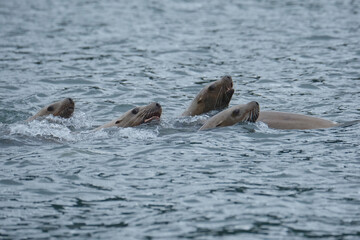 Gang of sea lions in Southeast Alaska