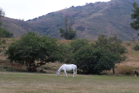 Caballo blanco