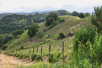 Vineyards in Piedmont, Italy, stretching over rolling green hills