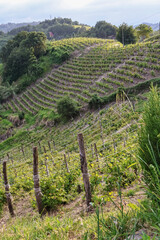 Vineyards in Piedmont, Italy, stretching over rolling green hills