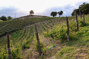 Vineyards in Piedmont, Italy, stretching over rolling green hills