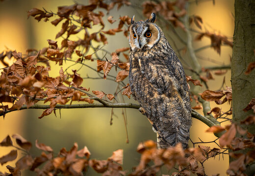 Long eared owl ( Asio otus ) close up