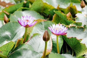 Close-up photograph of two open lotus flowers and one closed flower surrounded by green leaves