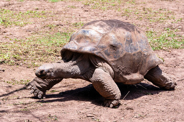 Fototapeta premium Giant Tortoise - Aldabrachelys gigantea, beautiful large long living tortoise from Indian ocean islands, Mauritius.