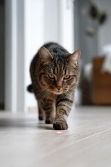 Focused tabby cat chasing red laser dot indoors on wooden floor