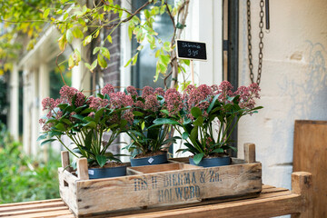 Naklejka premium potted Japanese skimmia flower as decoration outside a cafe.