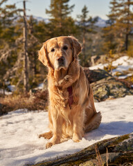  Golden Retriever Resting on Snowy Pine Forest Floor During Winter Hike in Norway
