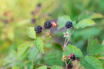 Ripe and unripe blackberries on a branch in close-up against a natural background. The combination of ripe black and unripe red fruits illustrates the natural development cycle