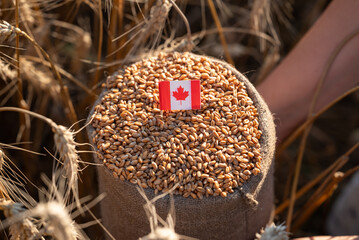Sack filled with wheat grain with the flag of Canada. The Canadian flag inserted into the grain...