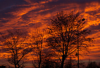 sunset in the forest